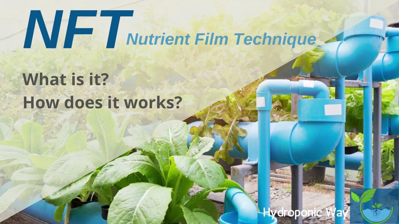 'Video thumbnail for What is NFT Hydroponic System and How does it works | Hydroponic Way'