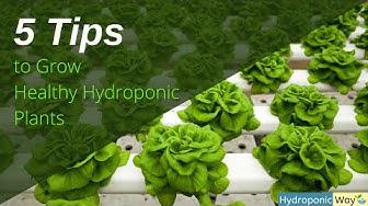 'Video thumbnail for 5 Tips on How to Grow Healthy Hydroponic Plants | Hydroponic Way'