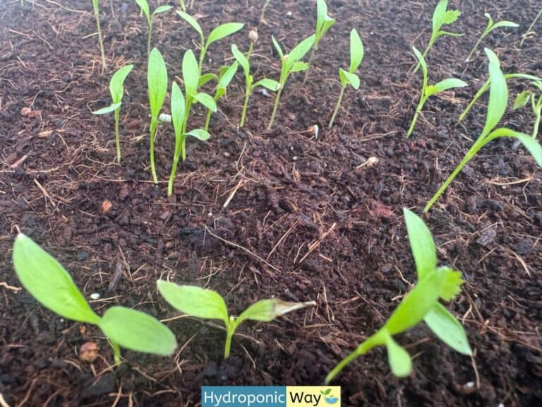 5 External Factors Affecting Germination in Hydroponics