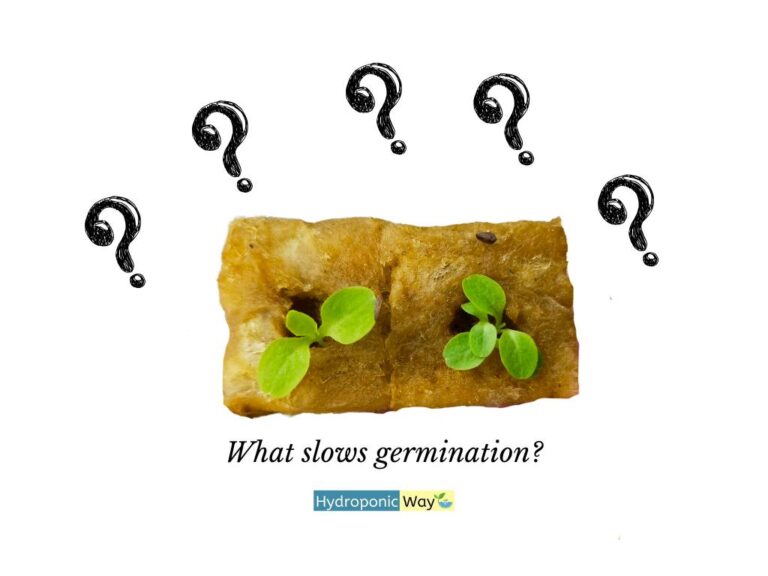 5 External factors affecting germination in rockwool