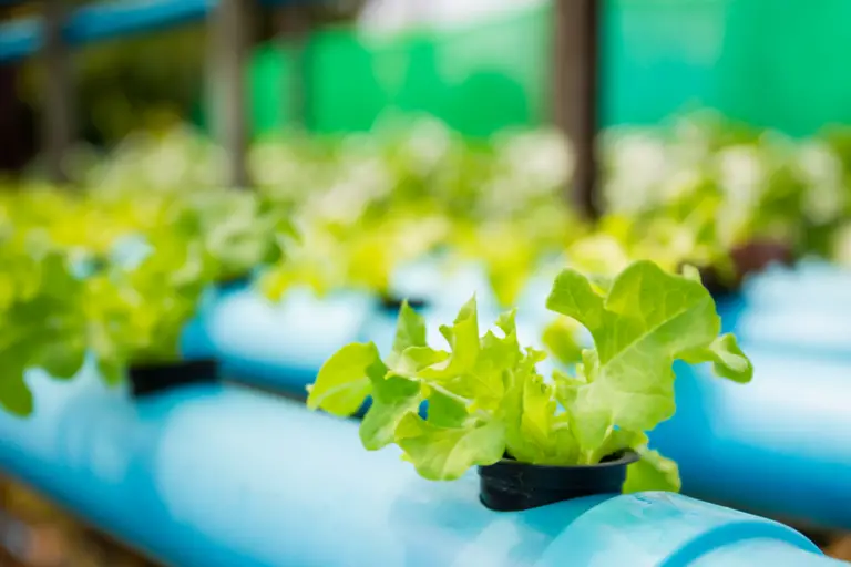 The Top 10 Benefits of Hydroponics: Everyone Needs to Know!