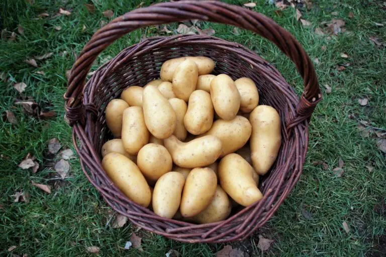 Hydroponic Potatoes: How to Increase the Yield