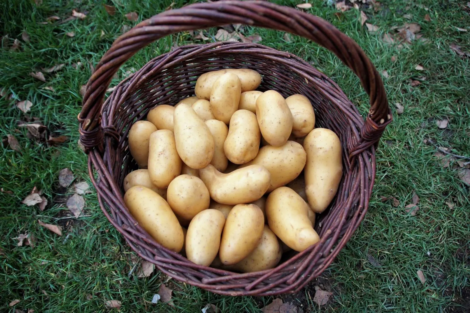 % Potatoes are a great crop to grow hydroponically. They are very productive and can be grown in many different types of hydroponic systems. There are a few things you can do to increase the yield of potatoes.