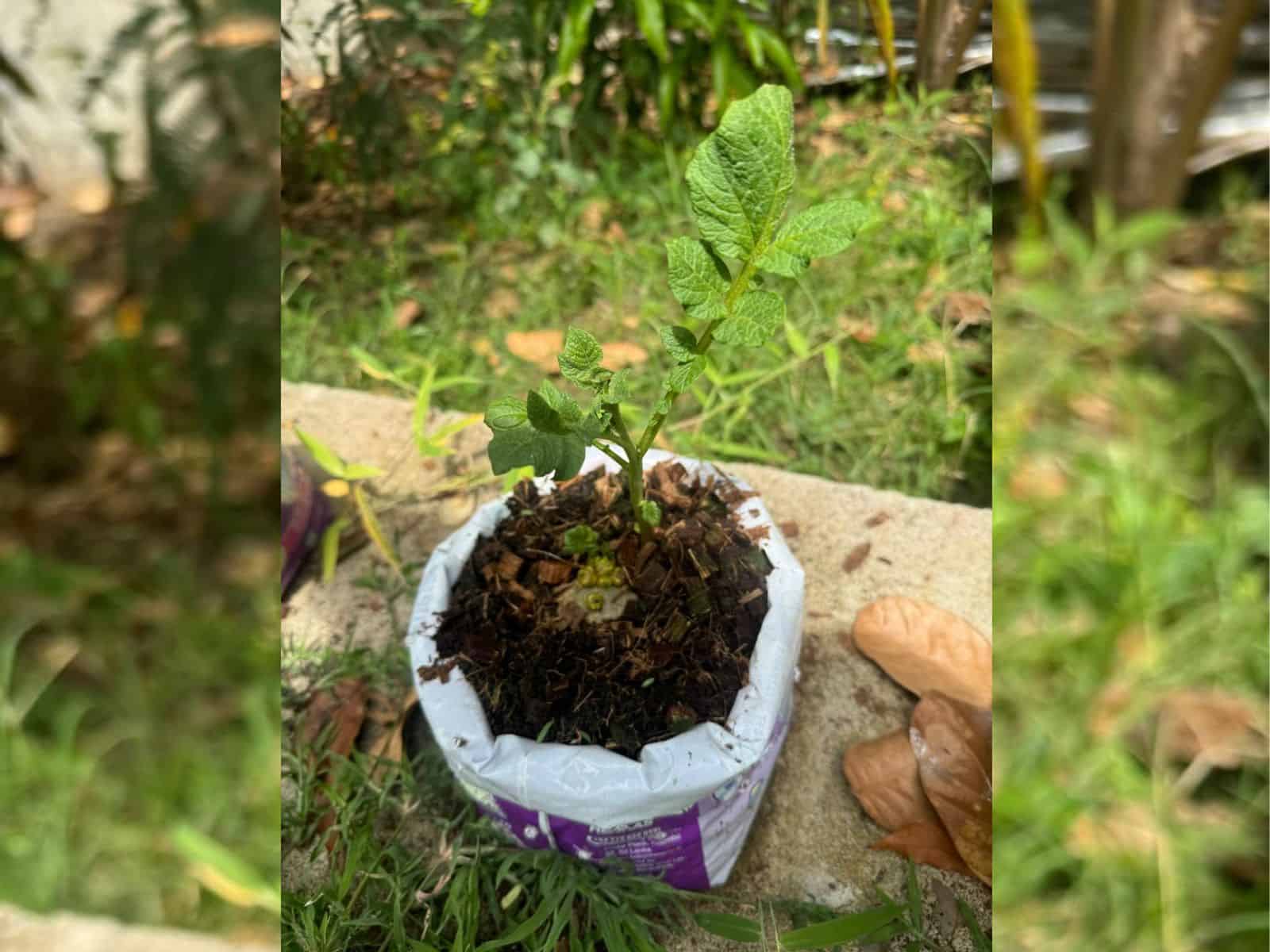 Hydroponic Potatoes: How To Increase The Yield