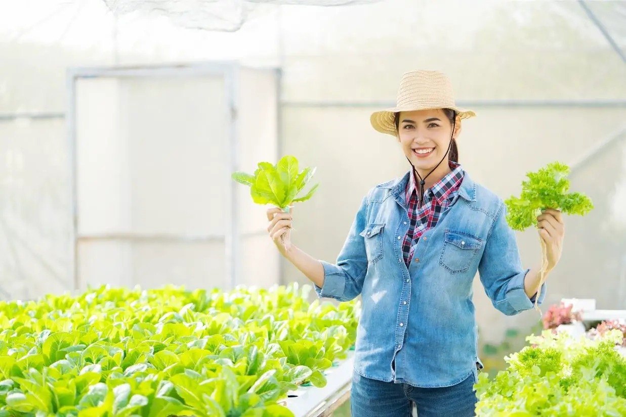 % Hydroponic farming is increasing in popularity due to its many benefits. It uses fewer resources and produces a higher yield than traditional farming methods. The result is healthier crops that are more cost-effective for farmers to grow.