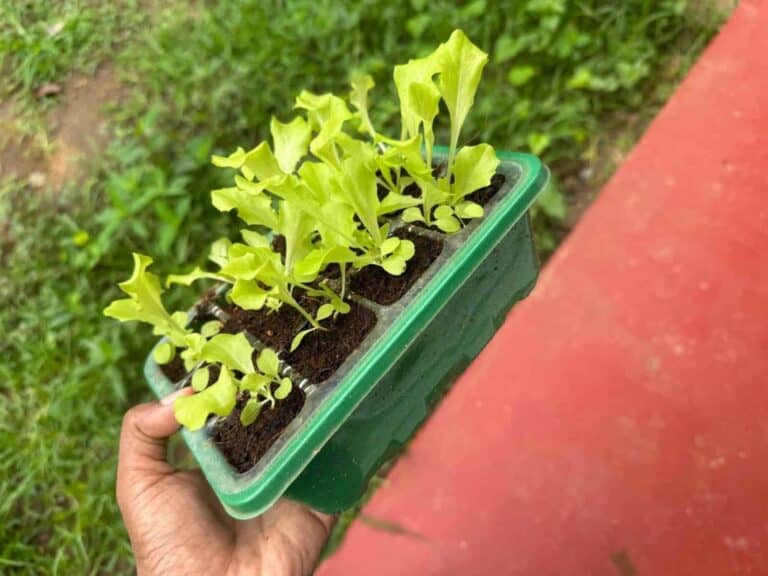 Seed germination in coco peat