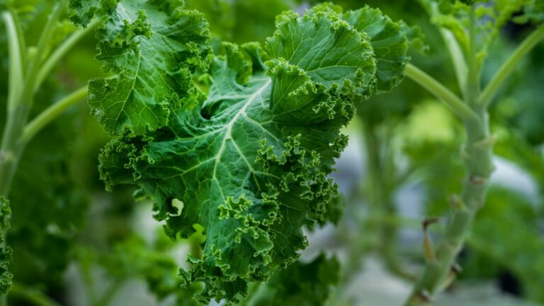 13 Essential Hydroponic Nutrients for Maximum Plant Growth