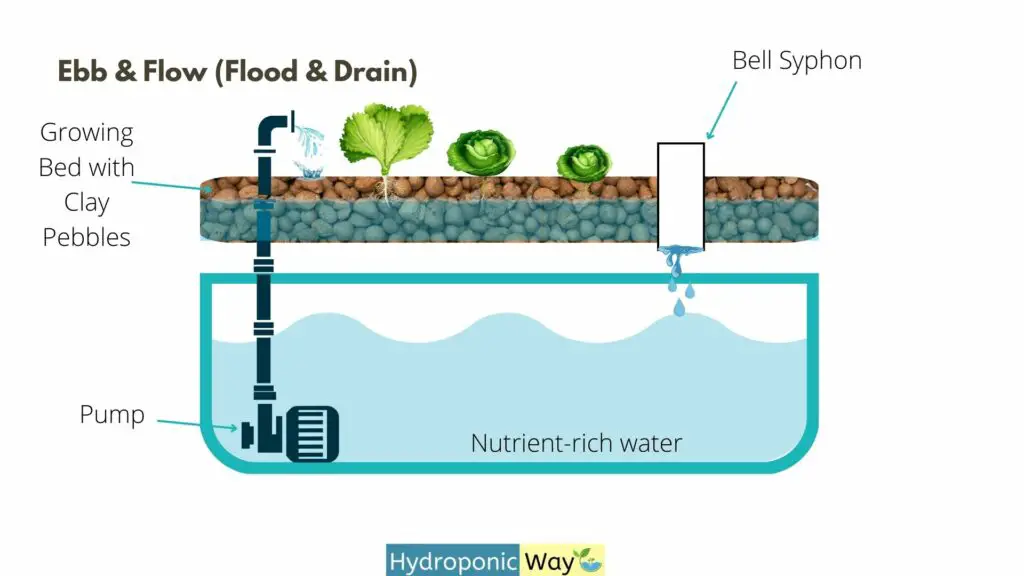 Ebb & Flow (Flood & Drain) Hydroponics