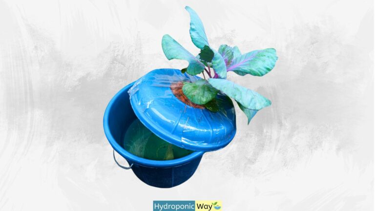 9 Cost-Effective, DIY Hydroponics for Home