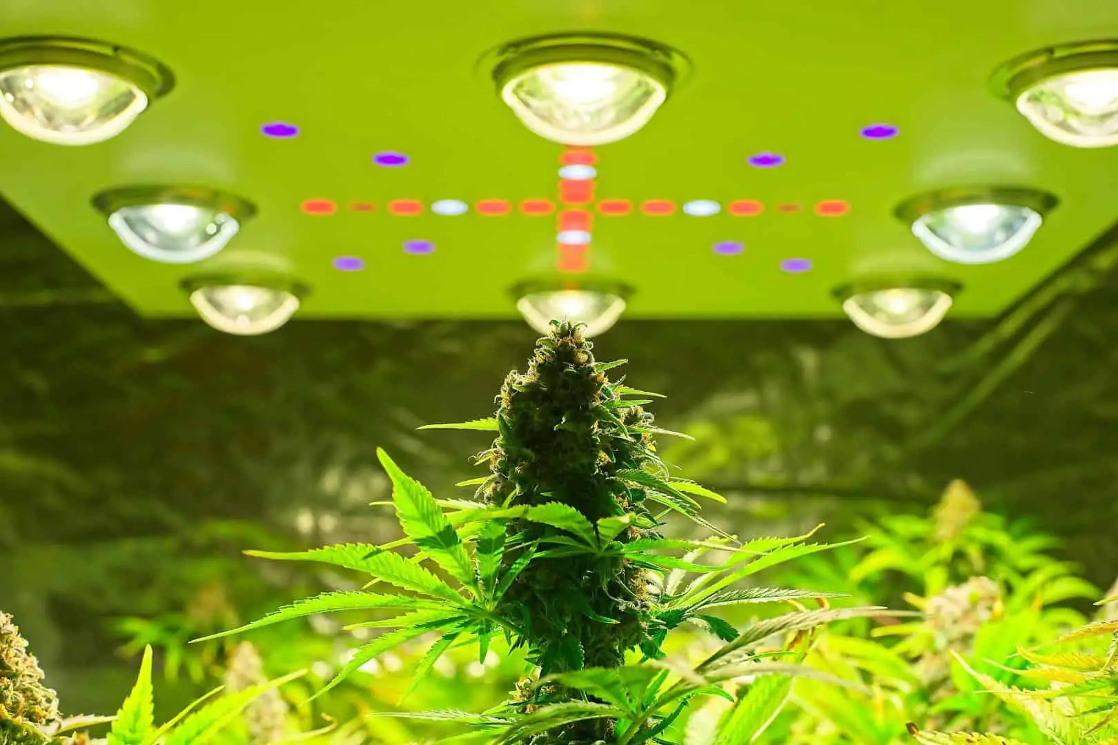 % Wondering whether you should use a grow light or sunlight to power your garden? Check out this article to learn more about each option!