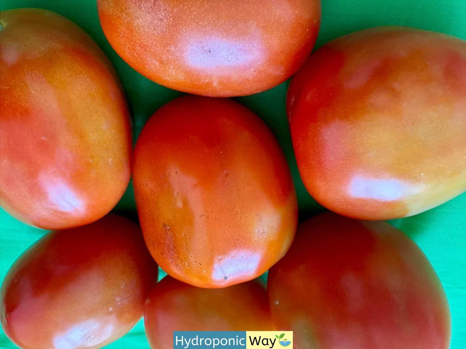 How to grow hydroponic tomatoes