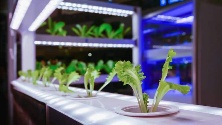 Best Plants for Hydroponics to Grow Under a Grow Light
