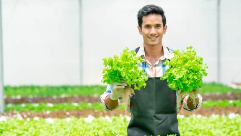 How to Grow Hydroponic Lettuce for a Healthy, Delicious Salad?