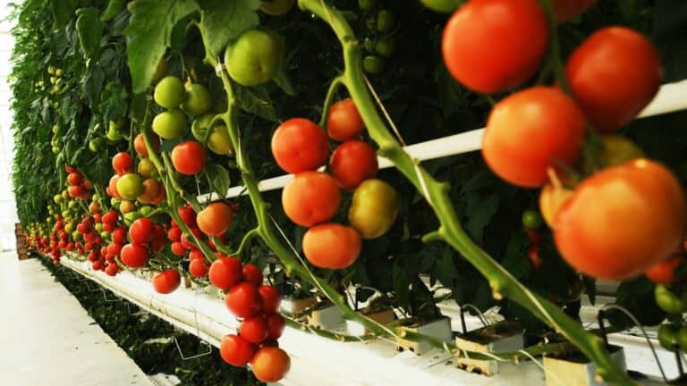 How to Grow Hydroponic Tomatoes for the Absolute Beginner?
