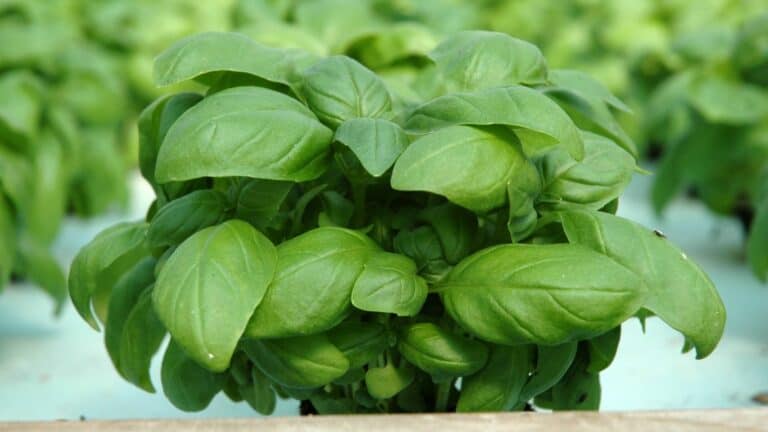 How to Grow Hydroponic Basil: A Step-by-Step Guide
