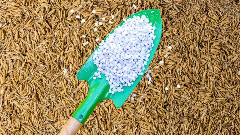 Rice Hulls vs Perlite as Hydroponic Growing Medium