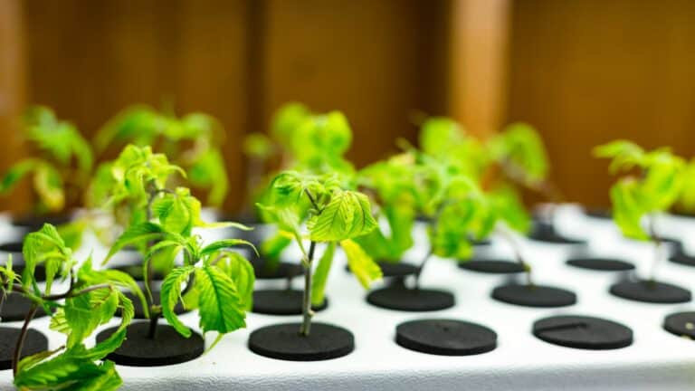 The Top 13 Hydroponic Plants Perfect for Beginners and How to Grow Them