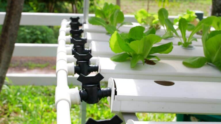 5 Easy-to-Follow Tips for Starting a Hydroponic Garden