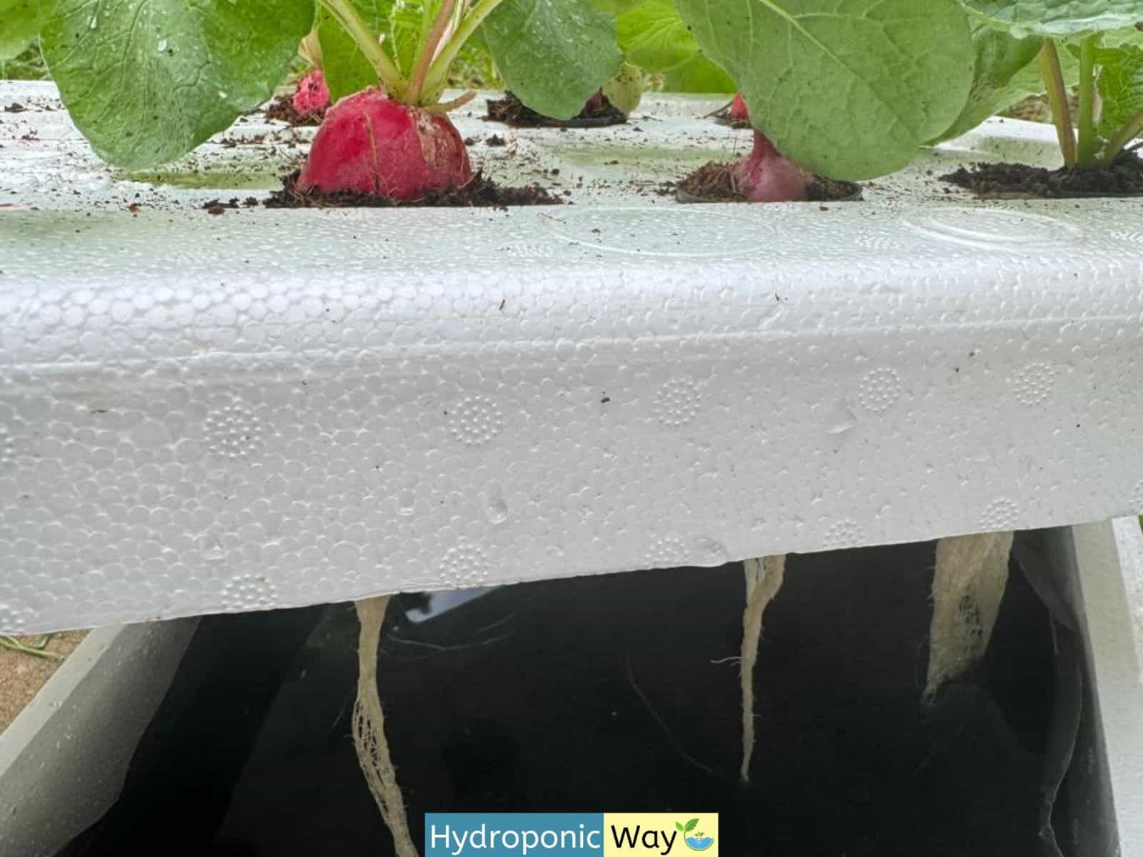 10 Advantages of Organic Hydroponic Nutrients in the Kratky Method