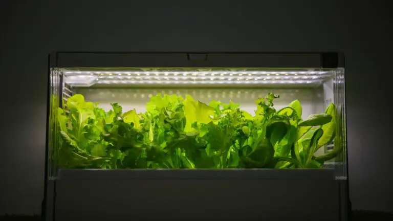 The Different Types of Growing Mediums for DWC (Deep Water Culture)