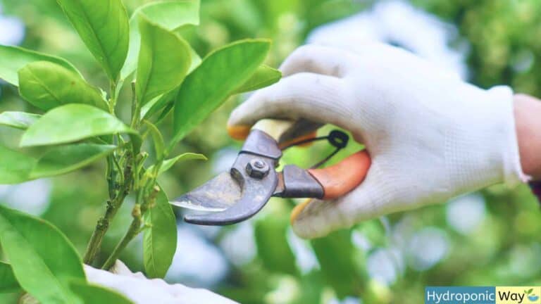 Pruning plants