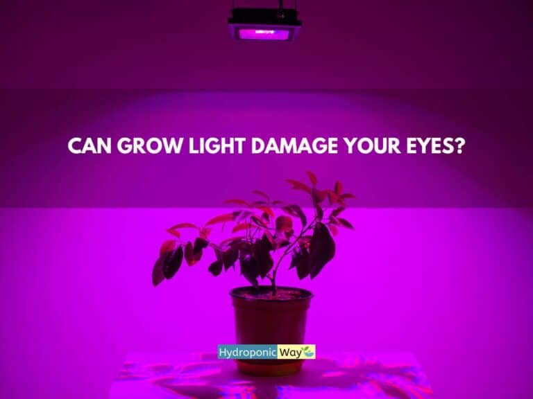 Can grow light damage your eyes?