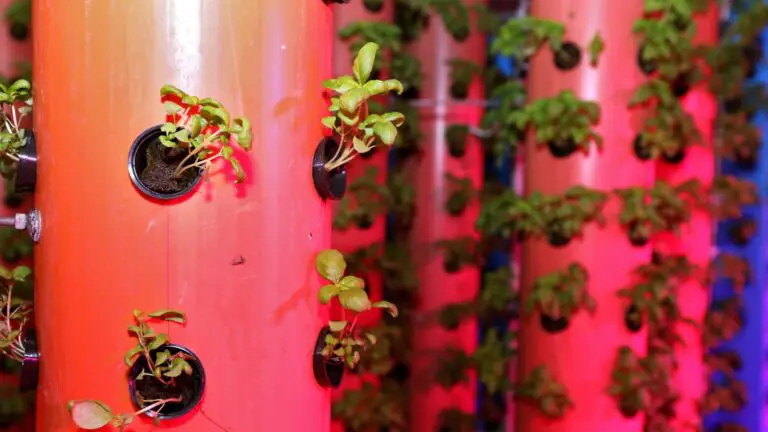 Beginner’s Guide to Set Up an Aeroponics System
