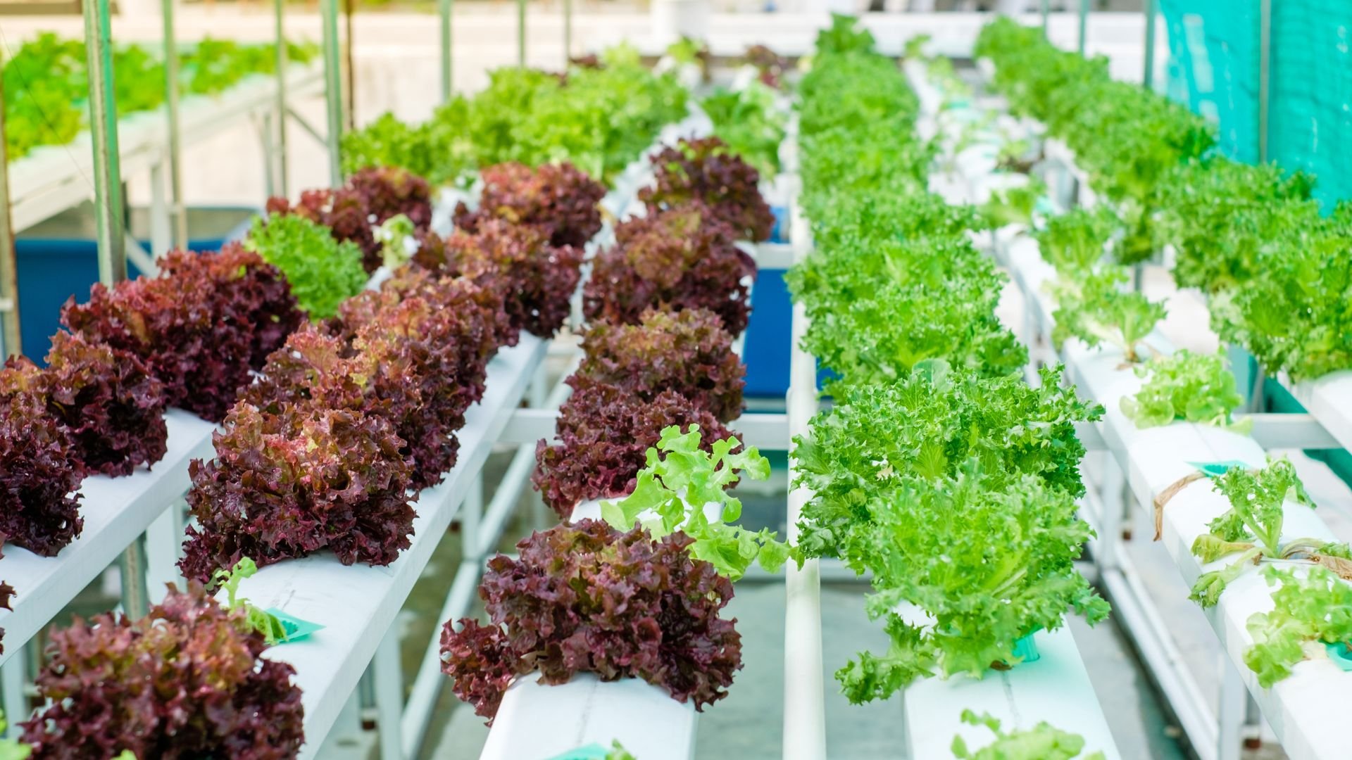 % Uncover the secrets to successful roof-top hydroponic gardening with these helpful tips and advice!