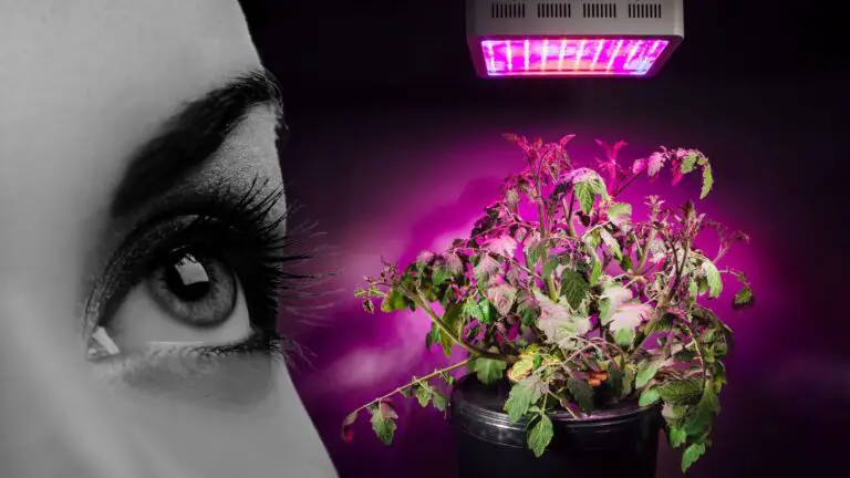 Can Led Grow Lights Cause Eye Damage?
