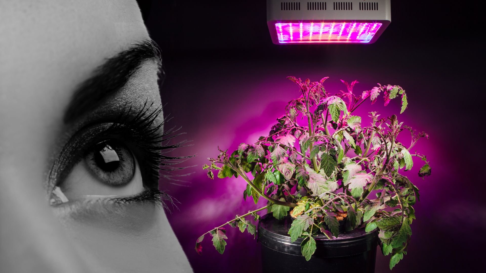 % In this blog post, we will explore the potential dangers of LED grow lights and answer the question: can LED grow lights cause eye damage?