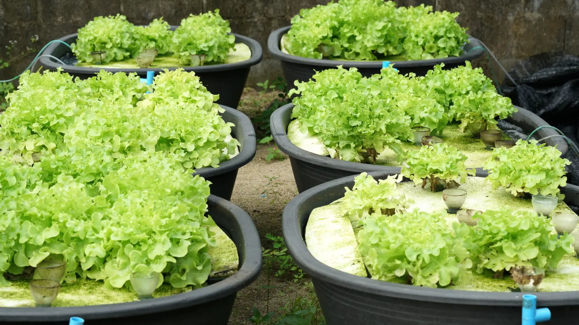 % Understand how the Deep Water Culture Hydroponic system works before growing fruits, vegetables, and herbs in your home or office. It is a good farming method and what are its pros and cons?
