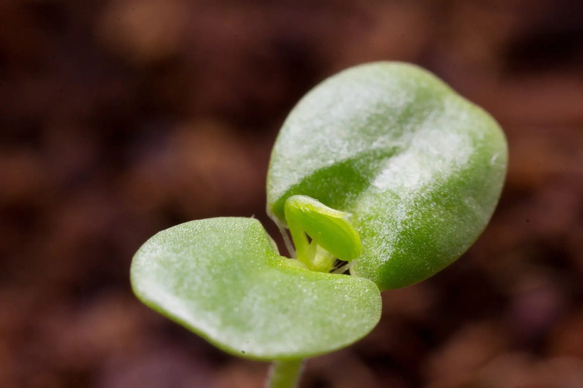 % Find out which plants germinate great in Rockwool cubes, and how to get them started. This guide will help you grow your hydroponic garden successfully! Rockwool has several features that aid in the growth of these plants.