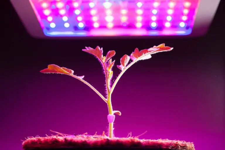 How to Choose the Right Hydroponic Grow Light for Plants?