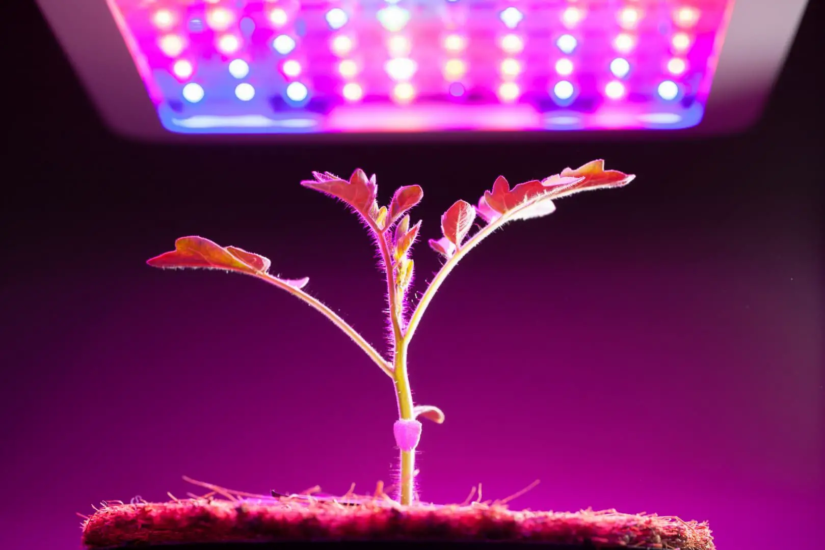 % There are a variety of different types of grow lights available, each with its own benefits and drawbacks. Choosing the right type of grow light is important for getting the most out of your plants.