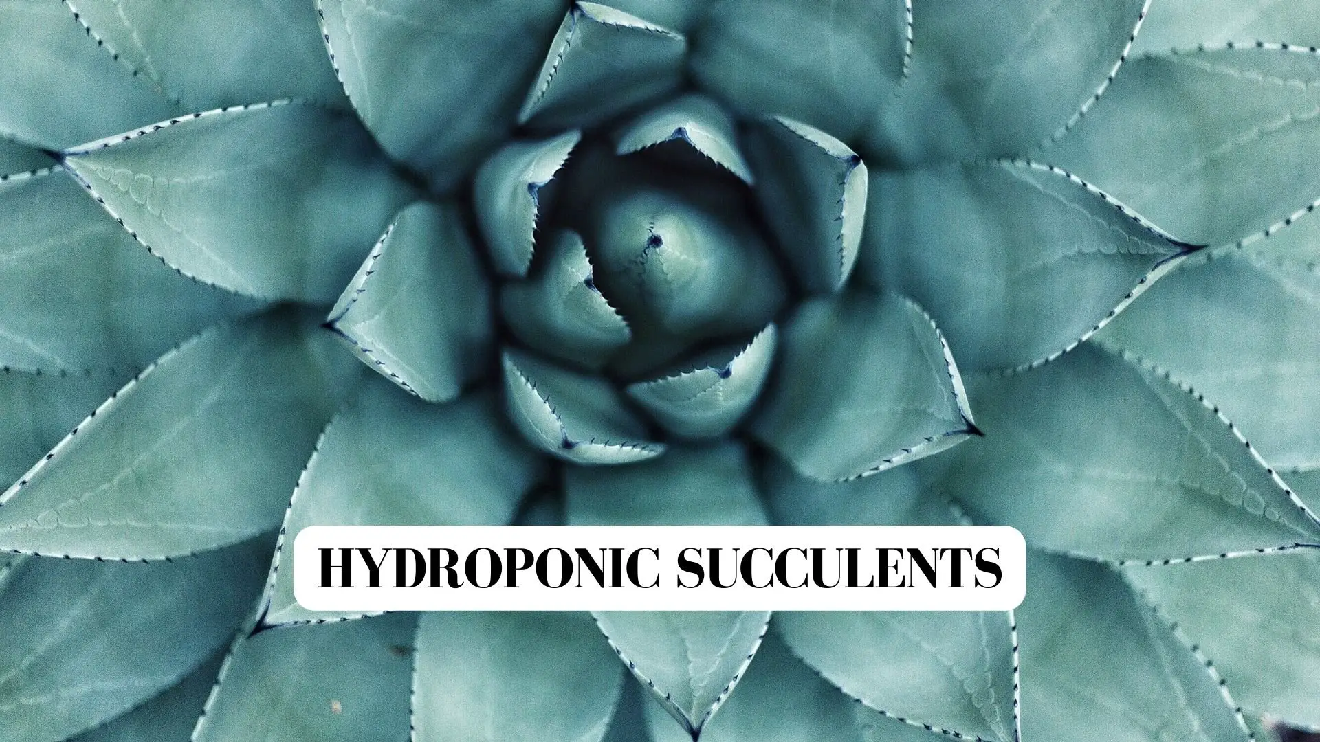 % Learn how to grow succulents anywhere in your home using a hydroponic system!