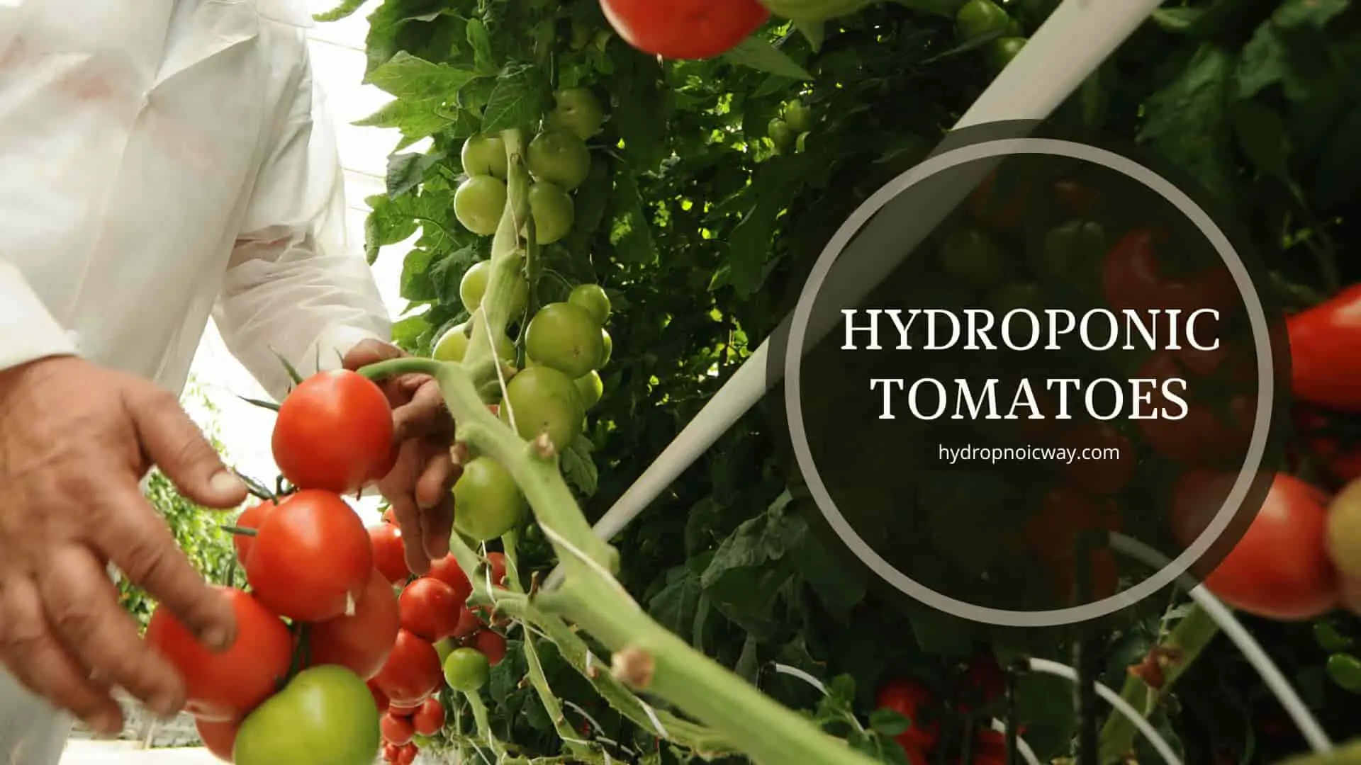 % Tomatoes don't need pollination. But it's good practice. You can try these tips instead to improve hydroponic tomato yield.