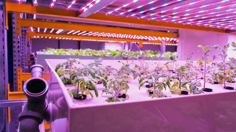 How Can Hydroponic Farming Revolutionize Coastal Agriculture?
