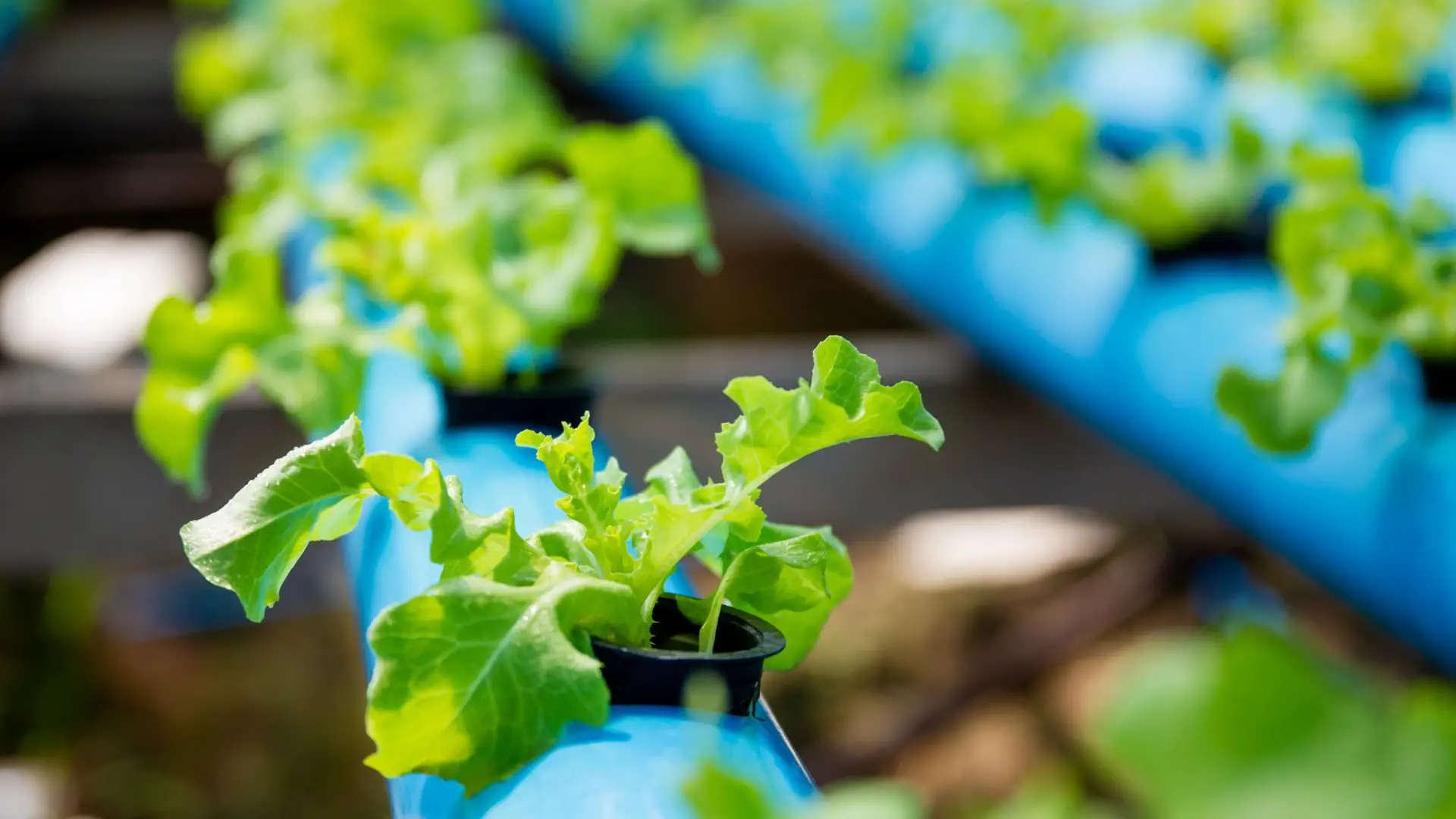 % Find out how you can start saving by building your own affordable hydroponic system!
