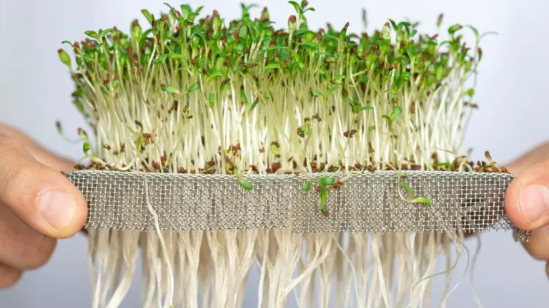 How to Grow Microgreens Hydroponically?