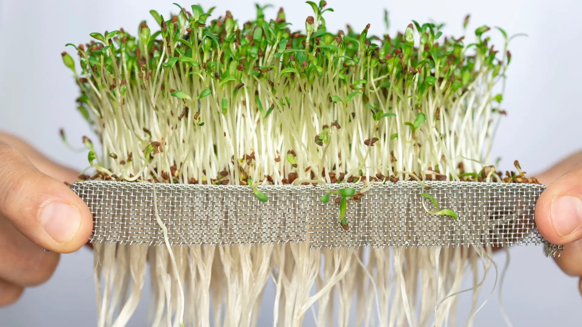 % Want to learn how to grow microgreens hydroponically? This guide provides everything you need to get started, from setting up your system to harvesting and storing your crops.