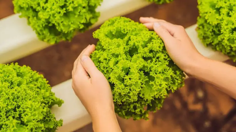 12 Top Benefits of Rockwool in Hydroponic Systems