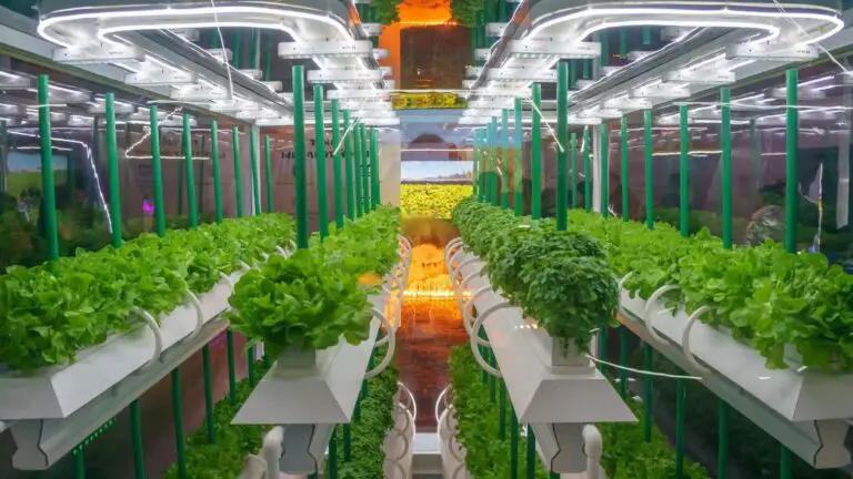 The 5 Crazy Myths about Hydroponics