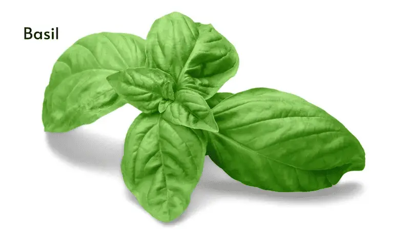 Basil is one of the good plants for hydroponic beginners