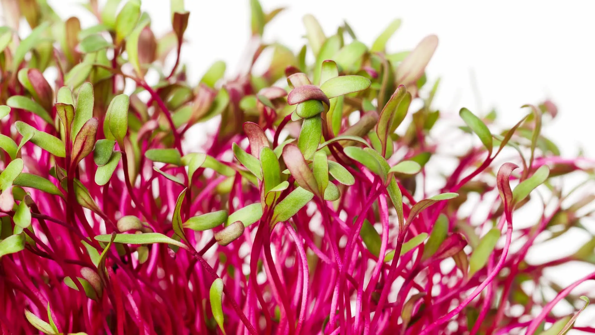 % If you're a microgreen grower, then you need to know what growing medium works best. Here are three suitable hydroponic growing mediums and things to consider when choosing the best explained.