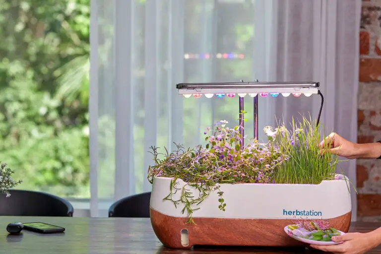 What Is the Best Hydroponic System for Microgreens?