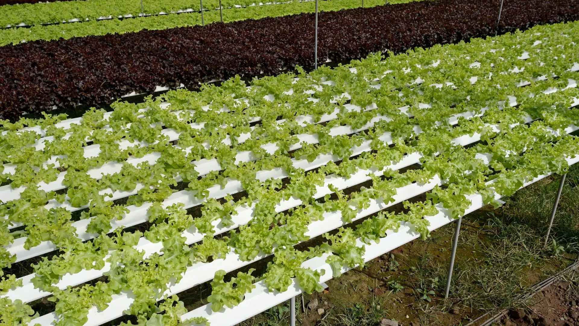 % The Nutrient Film Technique Hydroponic system is a type of Hydroponic system. This system is very efficient, as it utilizes a minimal amount of water and nutrients.