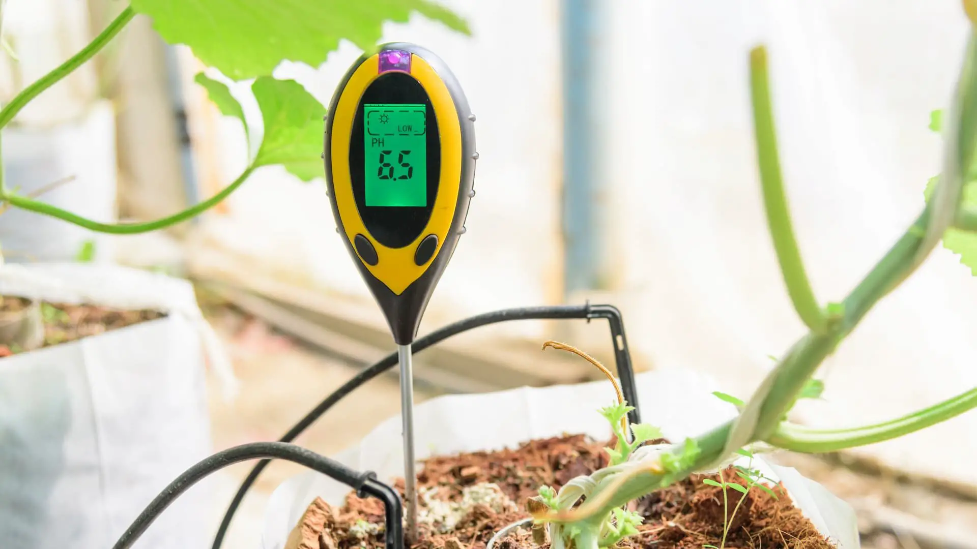 % Find out how to ensure optimum pH levels in each hydroponic growing medium, which is critical for proper nutrient uptake and why does it matters?
