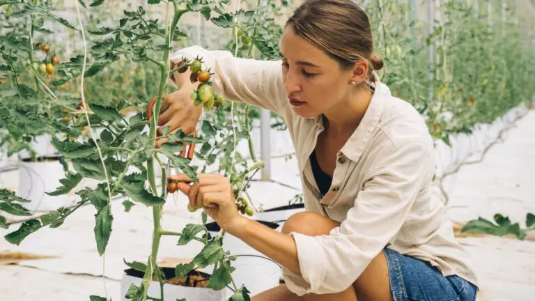 Pruning Your Hydroponic Plants Way to a Better Harvest