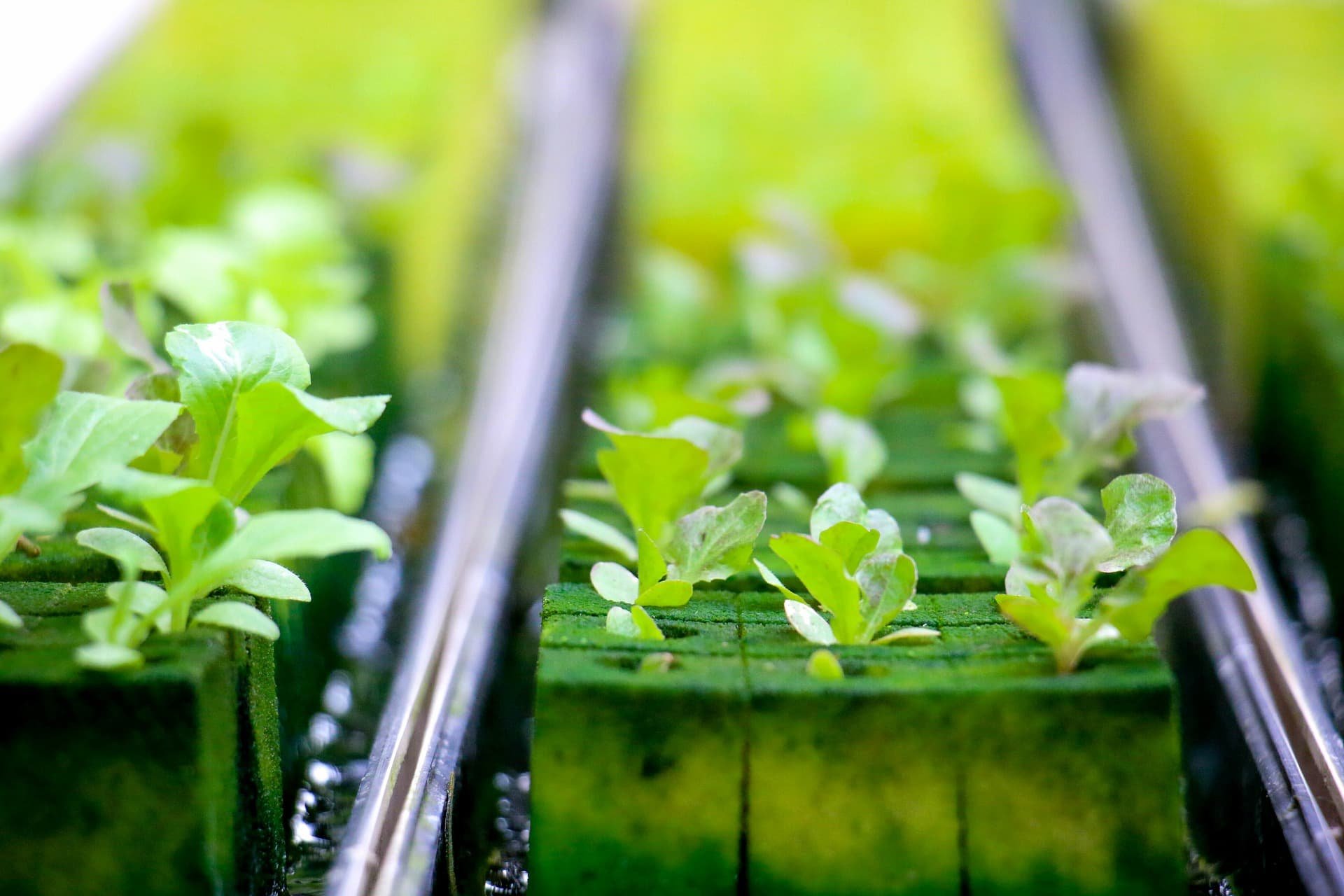 % Learn the Internal Factors Affecting Germination in Rockwool for Hydroponics and how to ensure healthy, viable seeds and increase the germination rate when planting in Rockwool cubes.