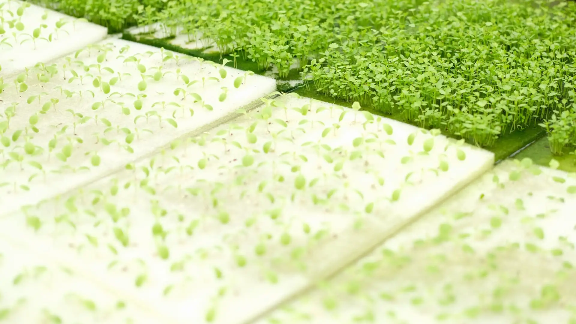 % Discover how to use sponges to grow plants hydroponically from seedling to germination in the home, types, benefits, drawbacks, affecting factors and how to clean the sponge.